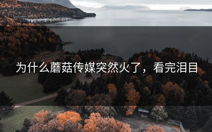 为什么蘑菇传媒突然火了，看完泪目